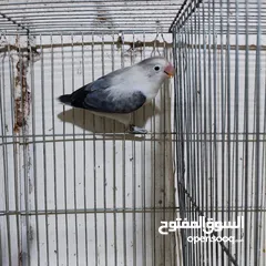  1 جوز فيشر ابلاين جوز منتج واهالي فراخ معهم فرخين مع امكانيه بيع الفراخ لحالها للزق اليدوي