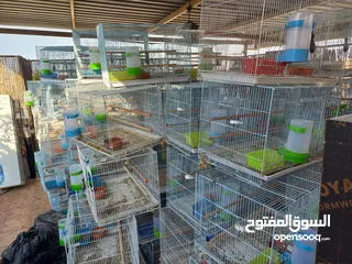  1 Bird Cage اقفاص عصافير