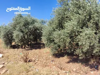  5 مزرعه خمسة دونمات صروت مزروعه تربه حمراء موقع مميز