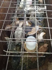  3 فرخات بلديات وفيومي عمر شهر ونص لشهرين صحه ونظافه مطعمات كورس مطاعيم