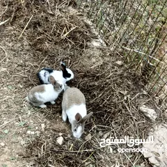  7 Baby rabbits for sale