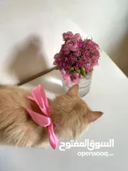  1 قط للبيع .