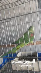  5 ببغاء كساندرا متكلم لعووب  ذكر بدايه طوق حبه بتسبح للي خلقها صحه ونضافه حجم دبل دبل دبل جامبو
