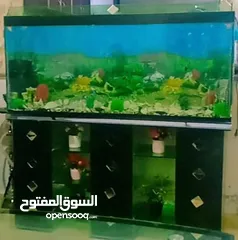  1 حوض سمك ارتفاع 60 عرض 136  للبيع 120دينار وقابل للتفاوض بشيء بسيط.