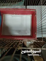  4 قفص عصافير للبيع بسعر مغري