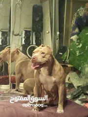  3 كلب بيتبول للبيع  العاجل
