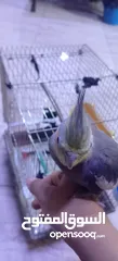  3 طير كوكتيل للبيع أليف ذكر     يصفر بصوت هادئ وليس  مزعج ويلحن أليف يأتي مع قفصه