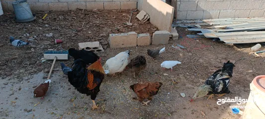  15 دجاج للبيع