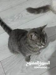  7 قطط صغيره و كبيره للتبني مجاناً