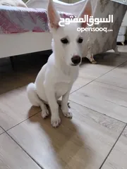  5 female White husky 3 months old