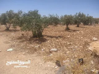  4 قطعة ارض 887 متر  في ابان