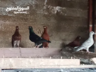  18 انواع حمام مشكلة للبيع