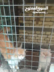  3 قطط للبيع ذكر