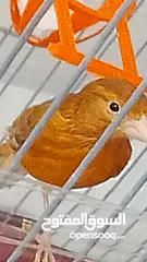  20 جوز كنار نحاسيات نار