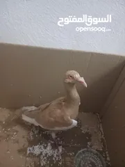  1 للبيع اربد شارع الثلاثين