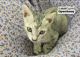  1 قطه صغير لونها رصاص عمرها شهرين مرحه تحب اللعب ذكيه ونشيطه وودوده وهي من القطط المحلية و تتمتع بجسم