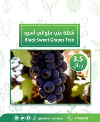  2 شتلات وأشجار العنب النادرة من مشتل الأرياف أسعار منافسة الأفضل في السوق   انگور  Grapes