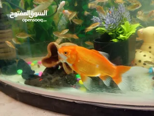  4 سمك للبيع جولدن فش