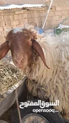  3 عبور بلدي اسنان اللبن عمرها 8اشهر وشوي الوزن قائم تقريبا بين 45 لا 55 كيلو صحتها بأفضل الله تمام