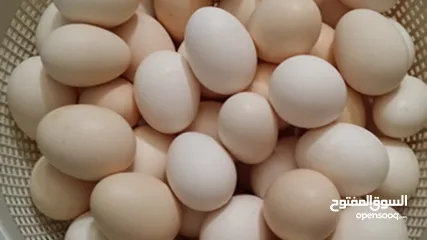  1 بيض بلدي مخصب