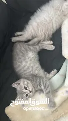  3 قطط صغيرة العمر شهرين