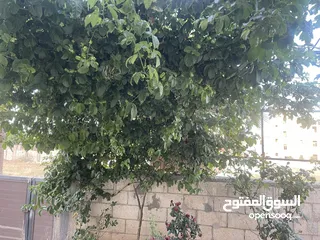  13 بيت مستقل للبيع ابوعلندا منطقة الرقيم