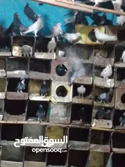  2 حمام للبيع + حبش عدد واحد فرنسي