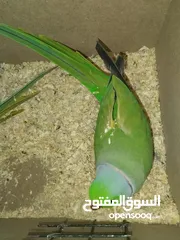  3 جوز درة  هندي اخضر  سوبر جامبو  صحه ونظافه جاهز للانتاج باذن الله  فقط 135 السعر حرق