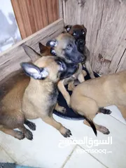  1 بالجيم ماليونو