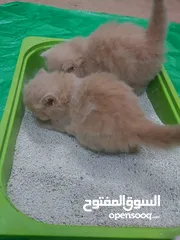  13 pure persian kitten