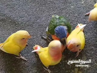  9 ماشاء الله لا قوة إلا بالله