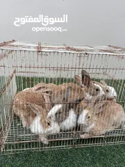  2 ارانب للبيع