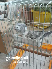  5 جوز كوكتيل وايت فيس للبيع او للبدل على جوز لاتينو