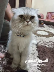  17 قطه هملايا انثى