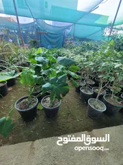  17 شتلات زينه نباتات داخليه Indoor plants