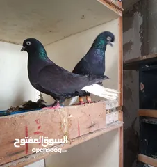  1 جواز حمام زق للبيع تحتهم بيض وفراخ .شغالات ومكفولات .وسعر خاص للكوم