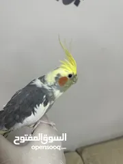  3 حبة كوكتيل