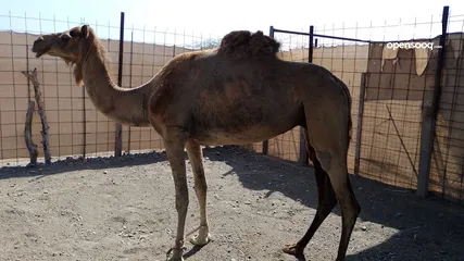  2 للبيع ناقة عقر سمين امورها فوق الطيبه