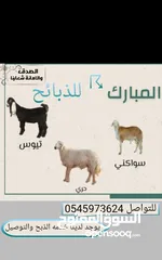  1 المبارك للذبائح