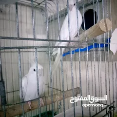  1 جوز البينو ابو فراخ وفحل وايت ابو فراخ