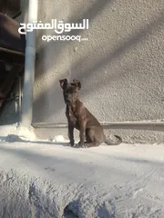  1 كلب بيتبول عمر شهرين للبيع
