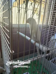  7 ببغاء دره هندي البينو عين حمرا عمرو 4 اشهر تقريبا اليف جدا عجينه ما بعض بطلع على الايد وبداية كلام