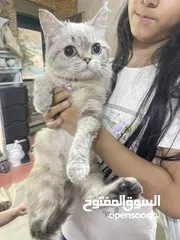  2 ذكر سكوتش ماربيل