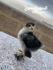  2 صيصان براهمي لبيع