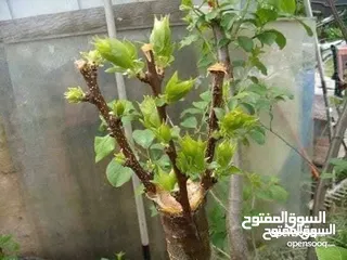  13 كافة الخدمات والأعمال الزراعية بأحدث الطرق العلمية