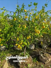  24 جميع أصناف الفواكة والحمضيات والزيتون ( بلدي ومستورد )