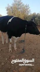  3 بكيرة عشار كبير