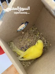  7 جوز طيور حب للبيع