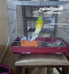  5 رد رام زوج طفرات مميزه