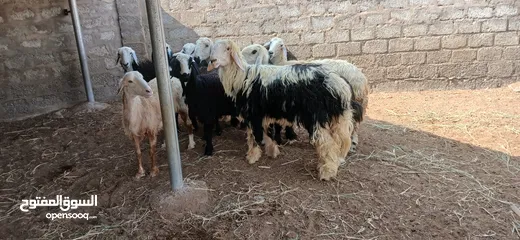  5 جعد نجديات عشرات